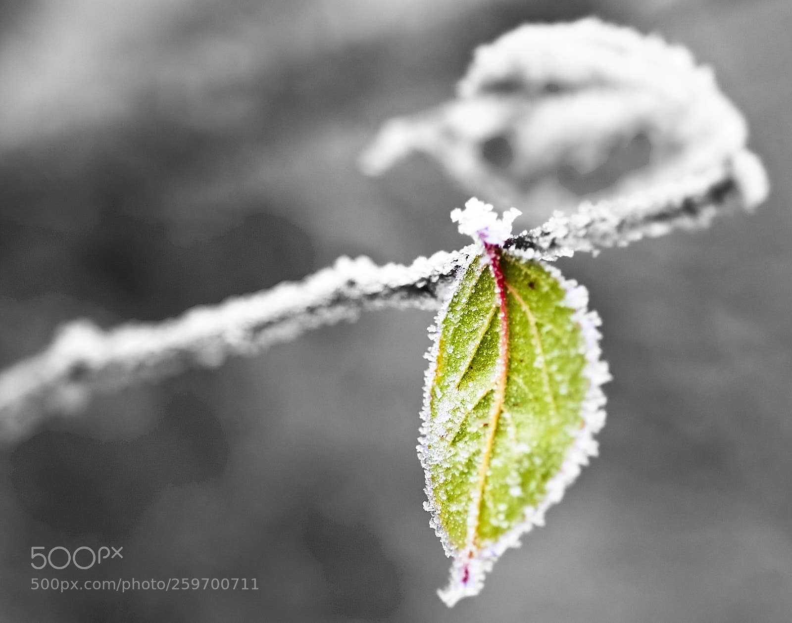 Nikon D50 sample photo. Pop leaf photography