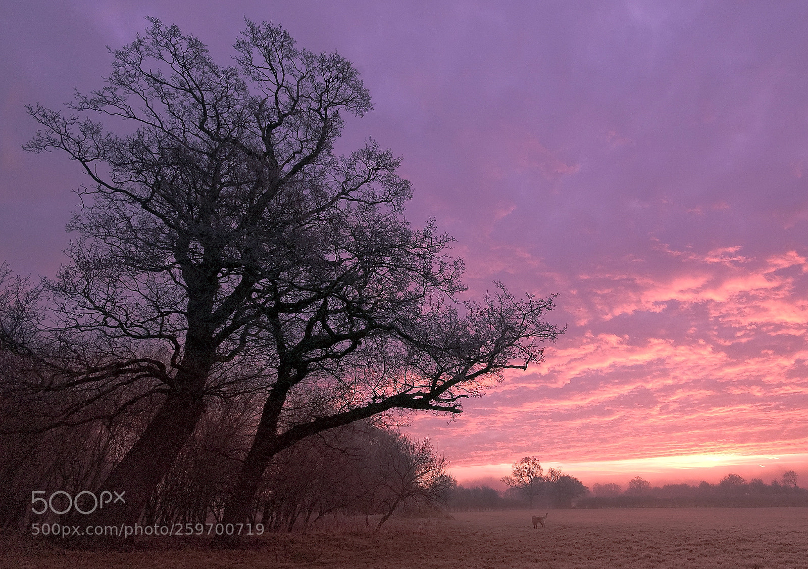 Nikon D50 sample photo. Purple fog photography