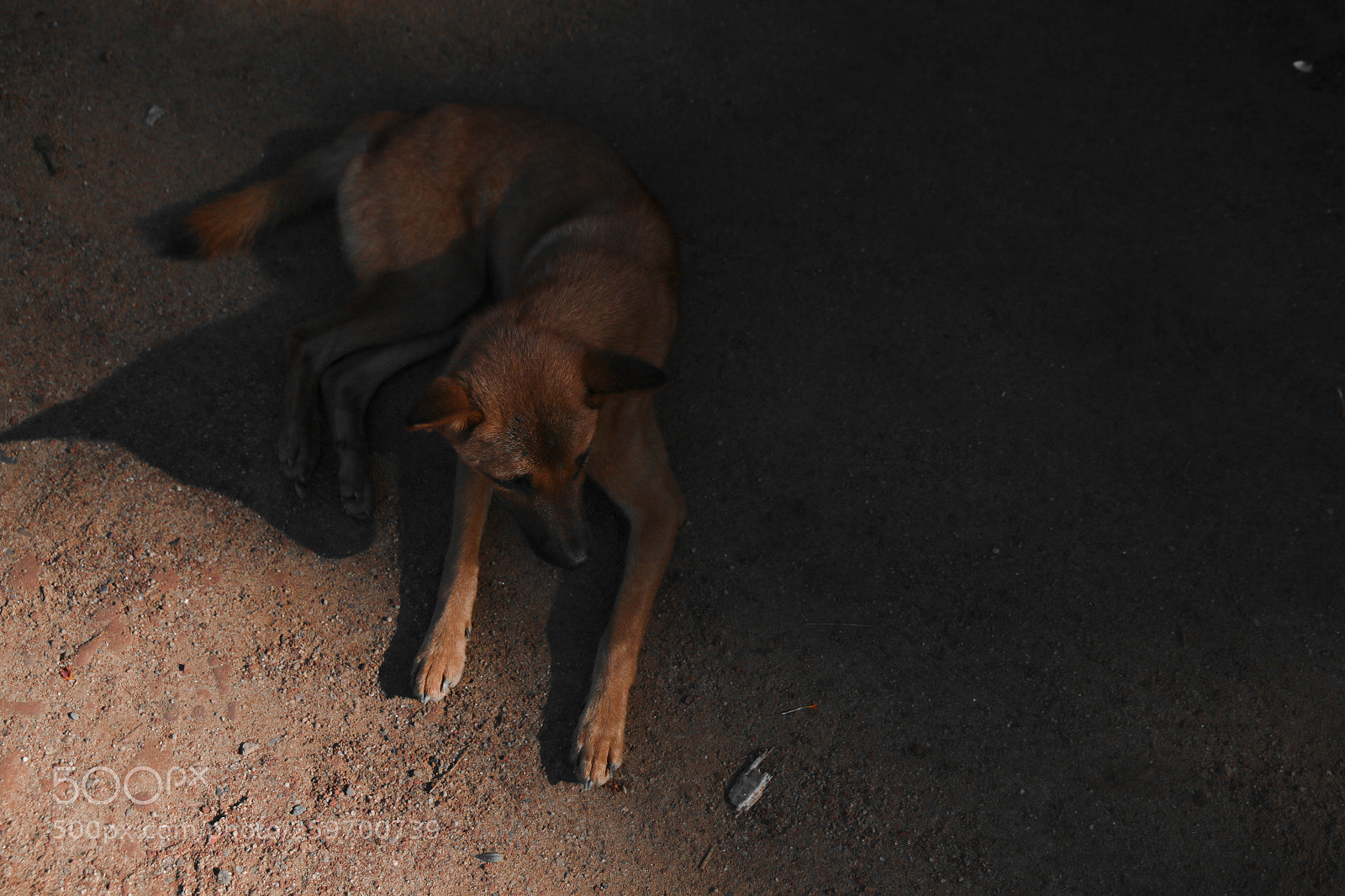 Canon EOS 70D sample photo. Dog photography