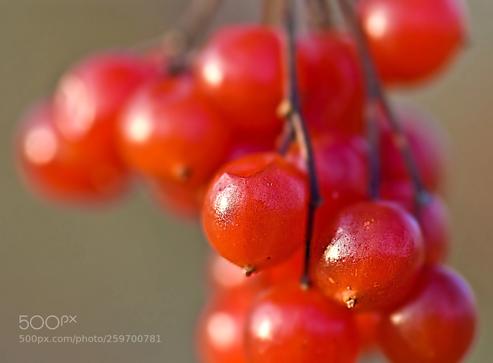 Nikon D50 sample photo. Red dream photography
