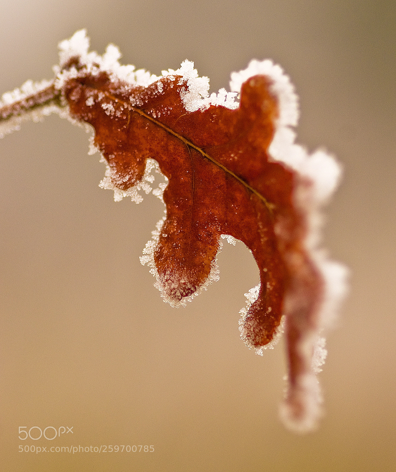 Nikon D50 sample photo. Red leaf photography