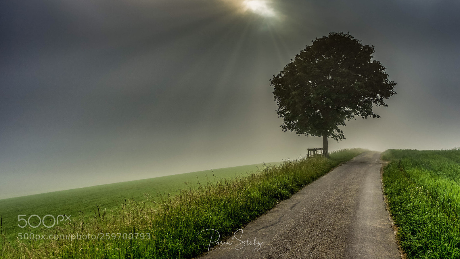 Sony a7 II sample photo. Lonely tree photography