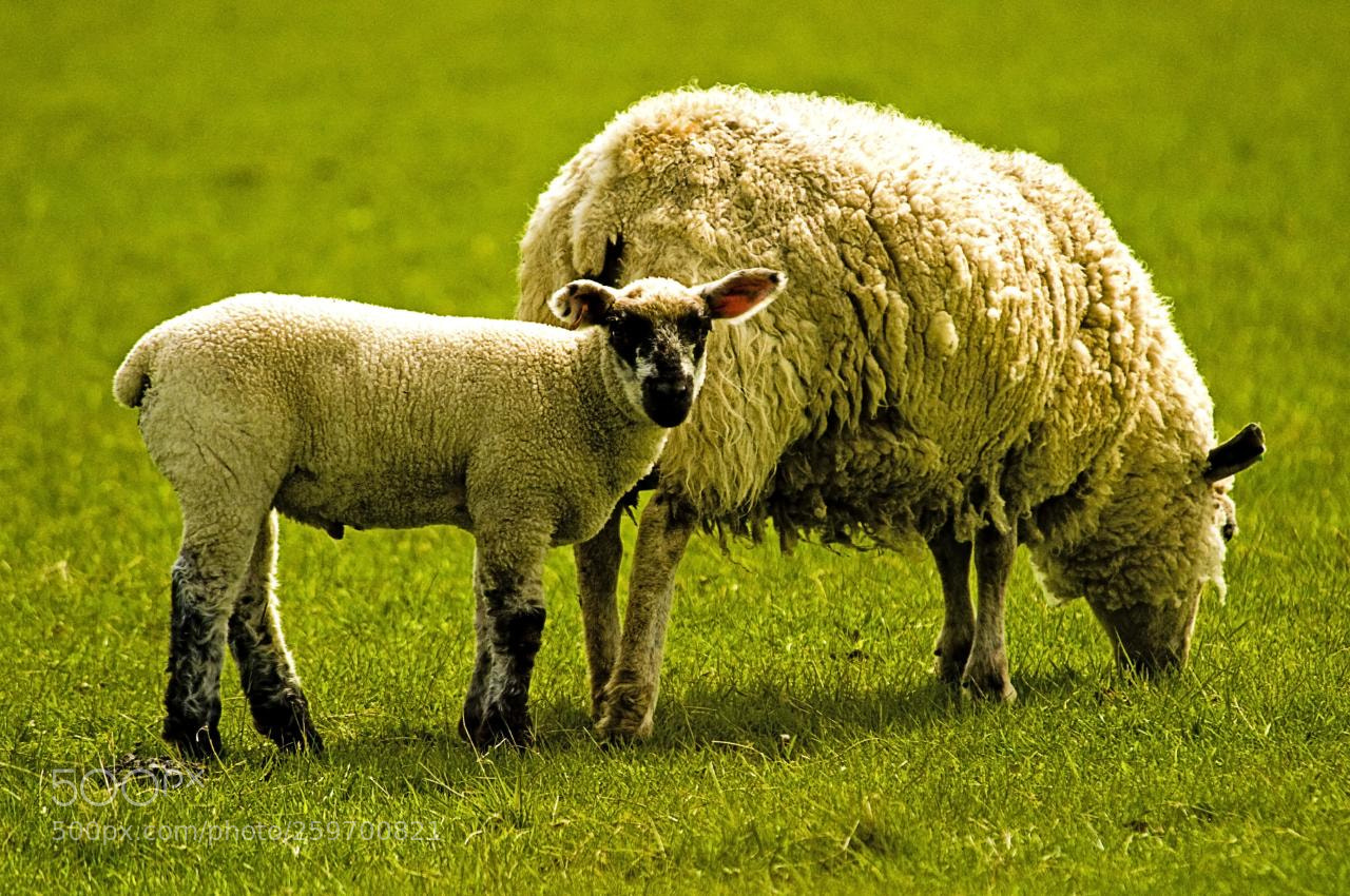 Nikon D300 sample photo. Sheep and the lamb photography