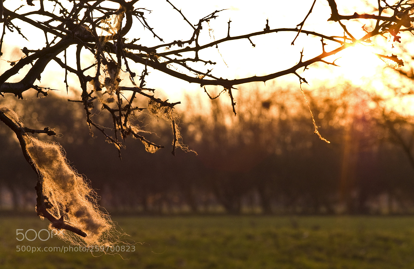 Nikon D50 sample photo. Sheep fur photography