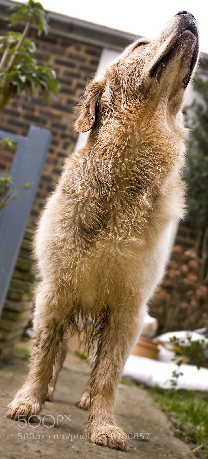 Nikon D300 sample photo. Snout up photography