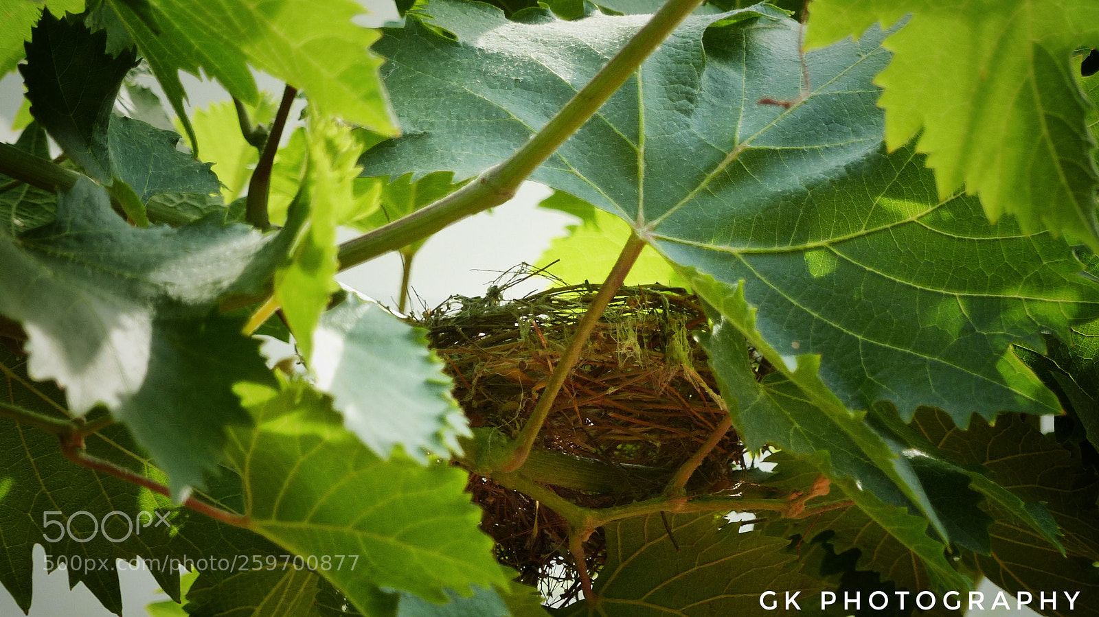 Panasonic Lumix DMC-FZ200 sample photo. Nest in graphs plant. photography