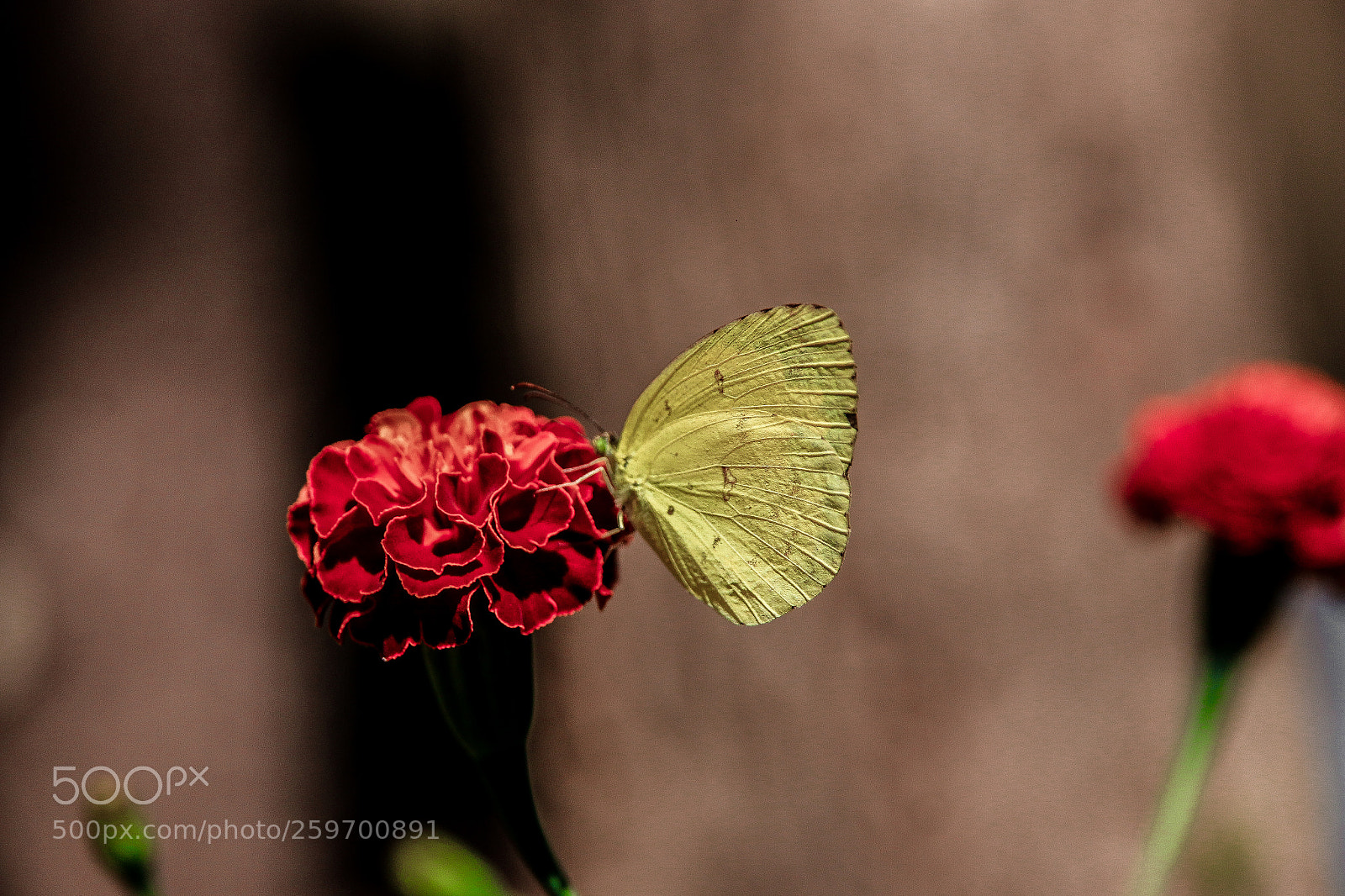 Canon EOS 70D sample photo. Yellow.butterfly photography