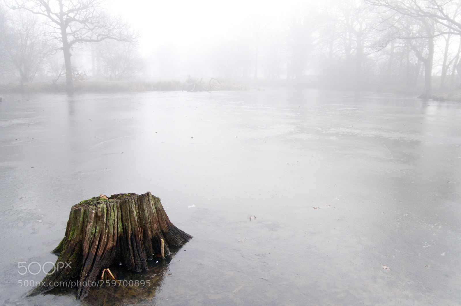 Nikon D300 sample photo. Soup fog at pond photography