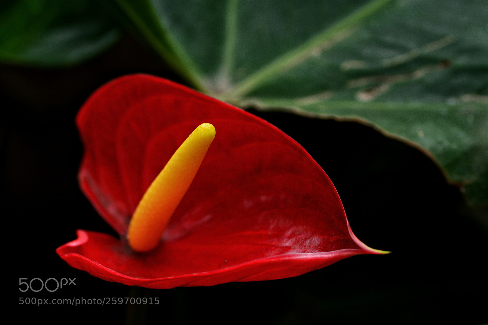Nikon D7100 sample photo. Untitled photography