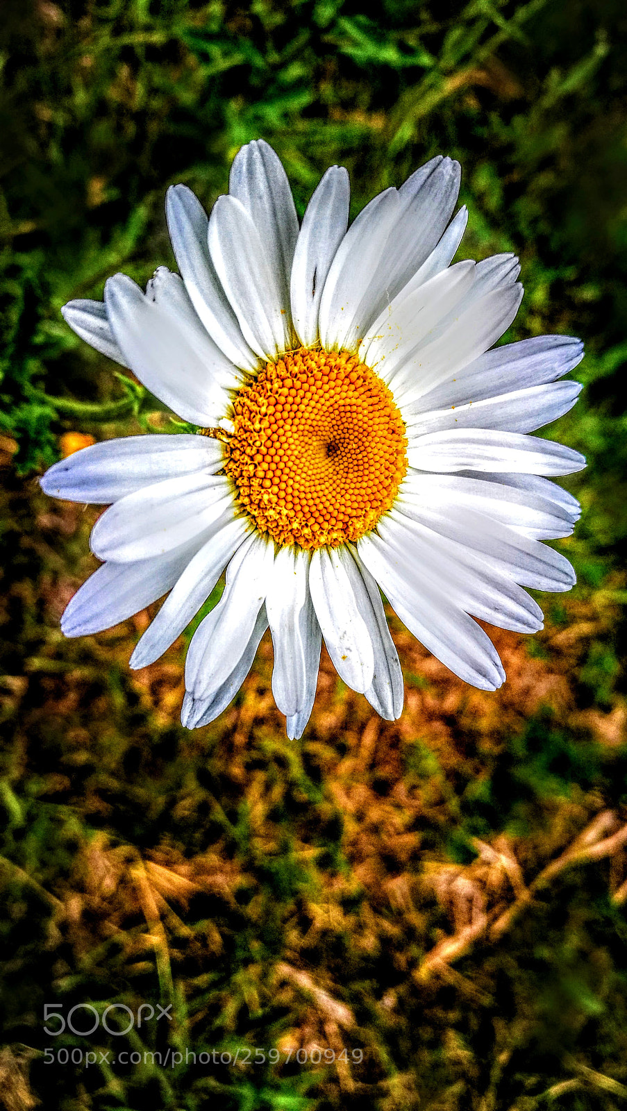 HUAWEI P9 sample photo. Untitled photography