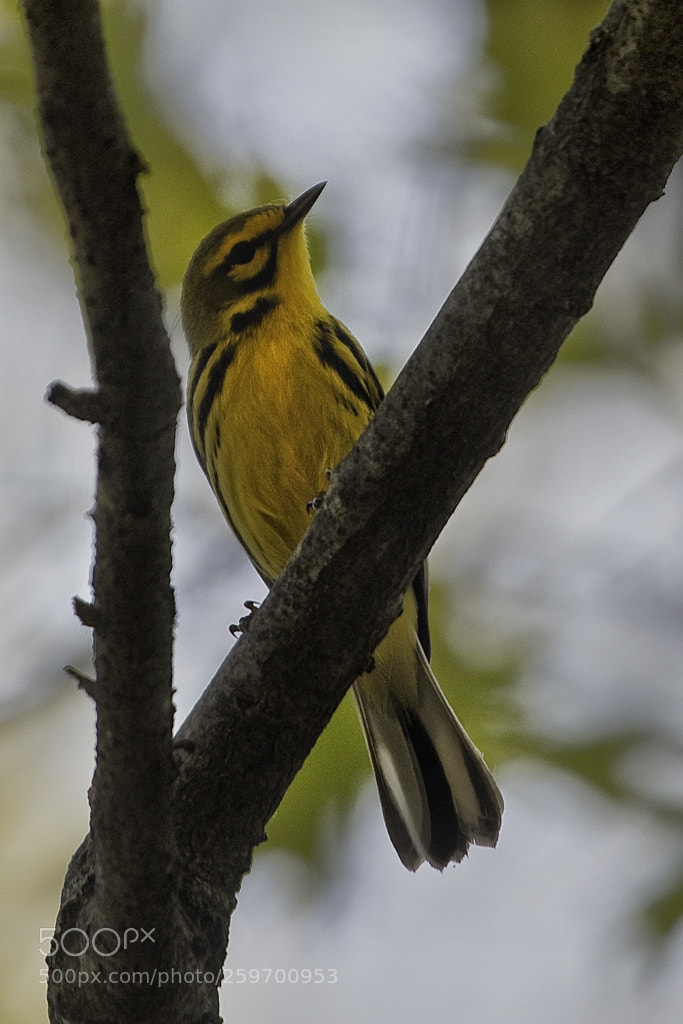Canon EOS 7D Mark II sample photo. Prarie warbler, connecticut, 2018 photography
