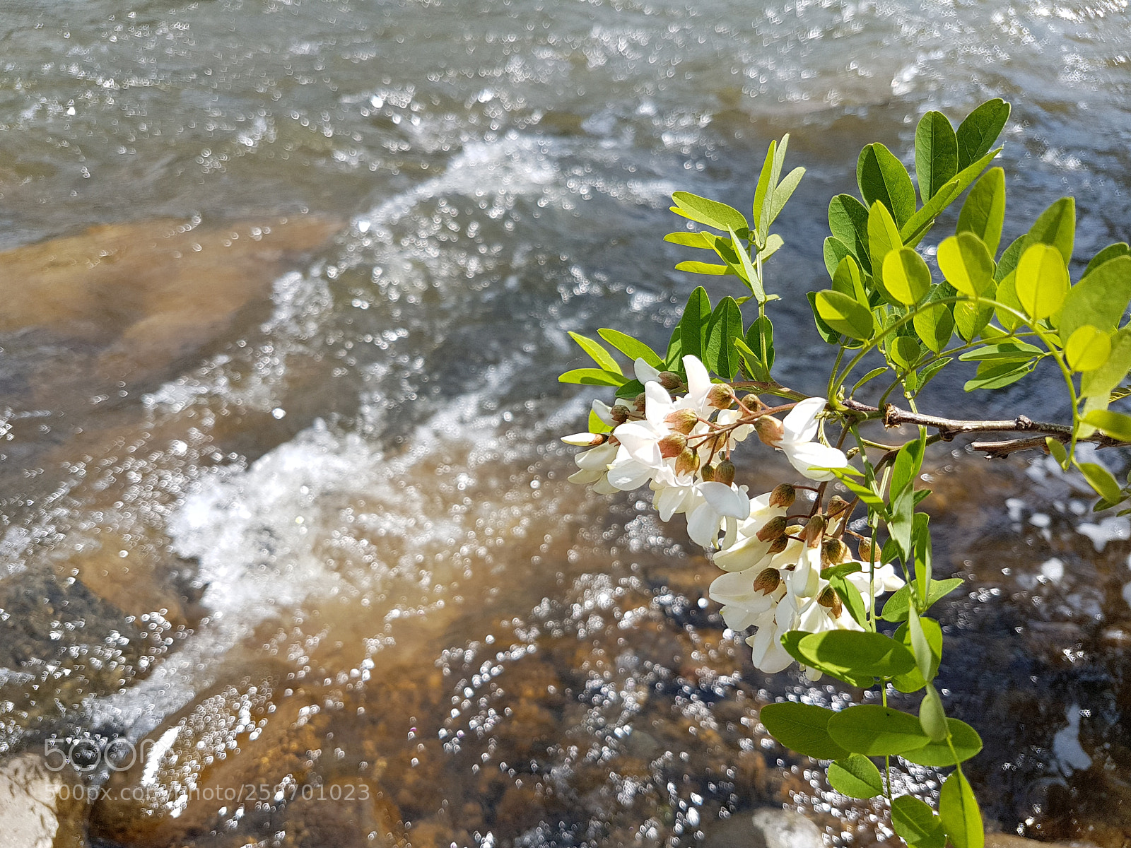 Samsung Galaxy S7 sample photo. Flowers and clear water photography