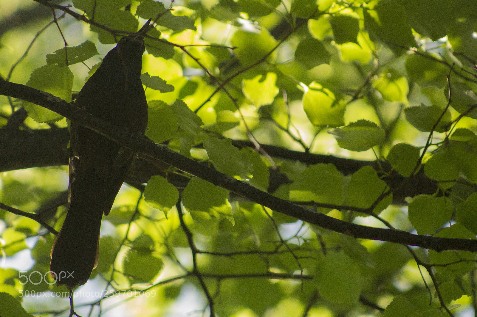 Canon EOS 1200D (EOS Rebel T5 / EOS Kiss X70 / EOS Hi) sample photo. Black bird. photography