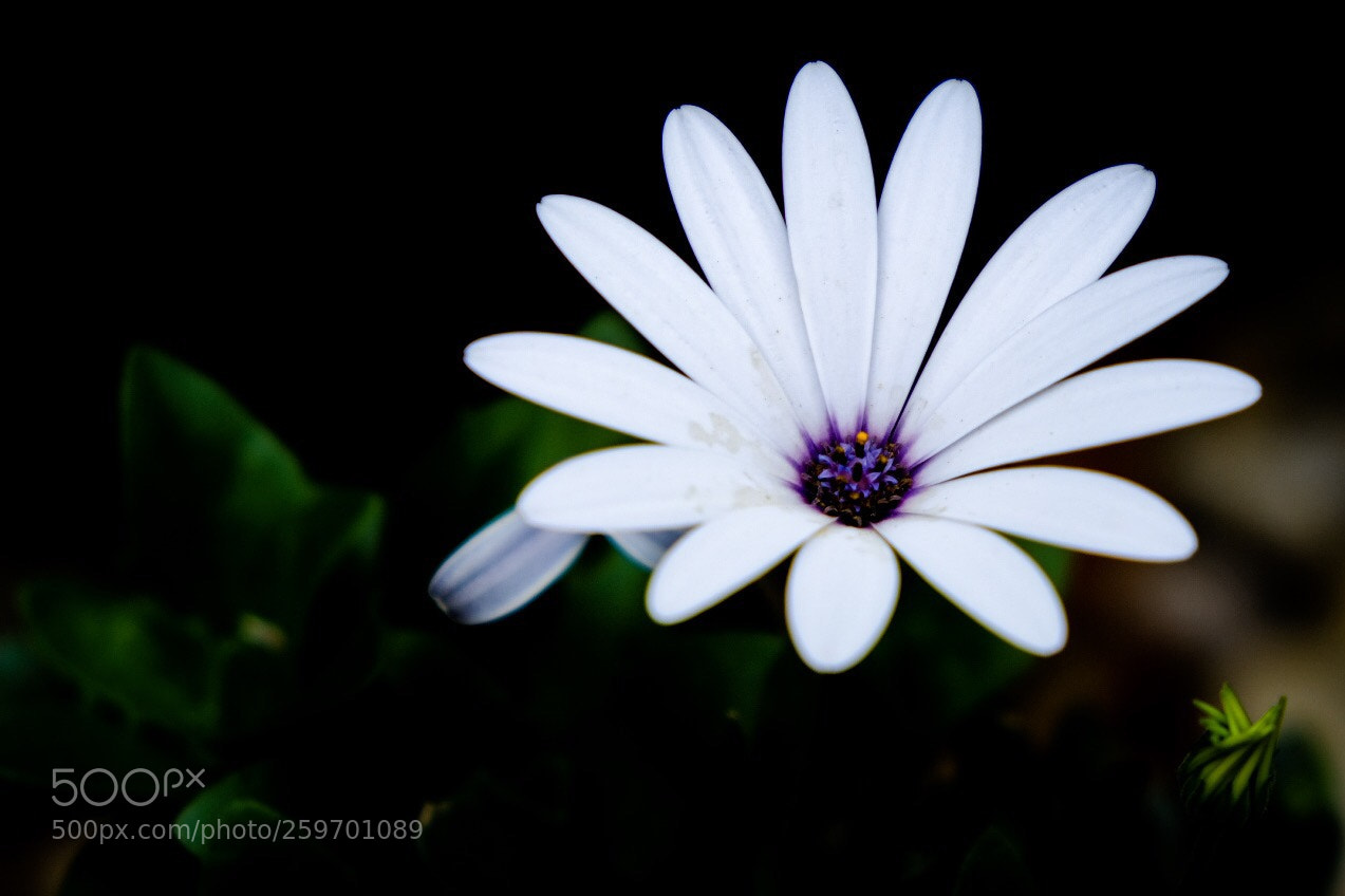 Fujifilm X-T20 sample photo. Untitled photography