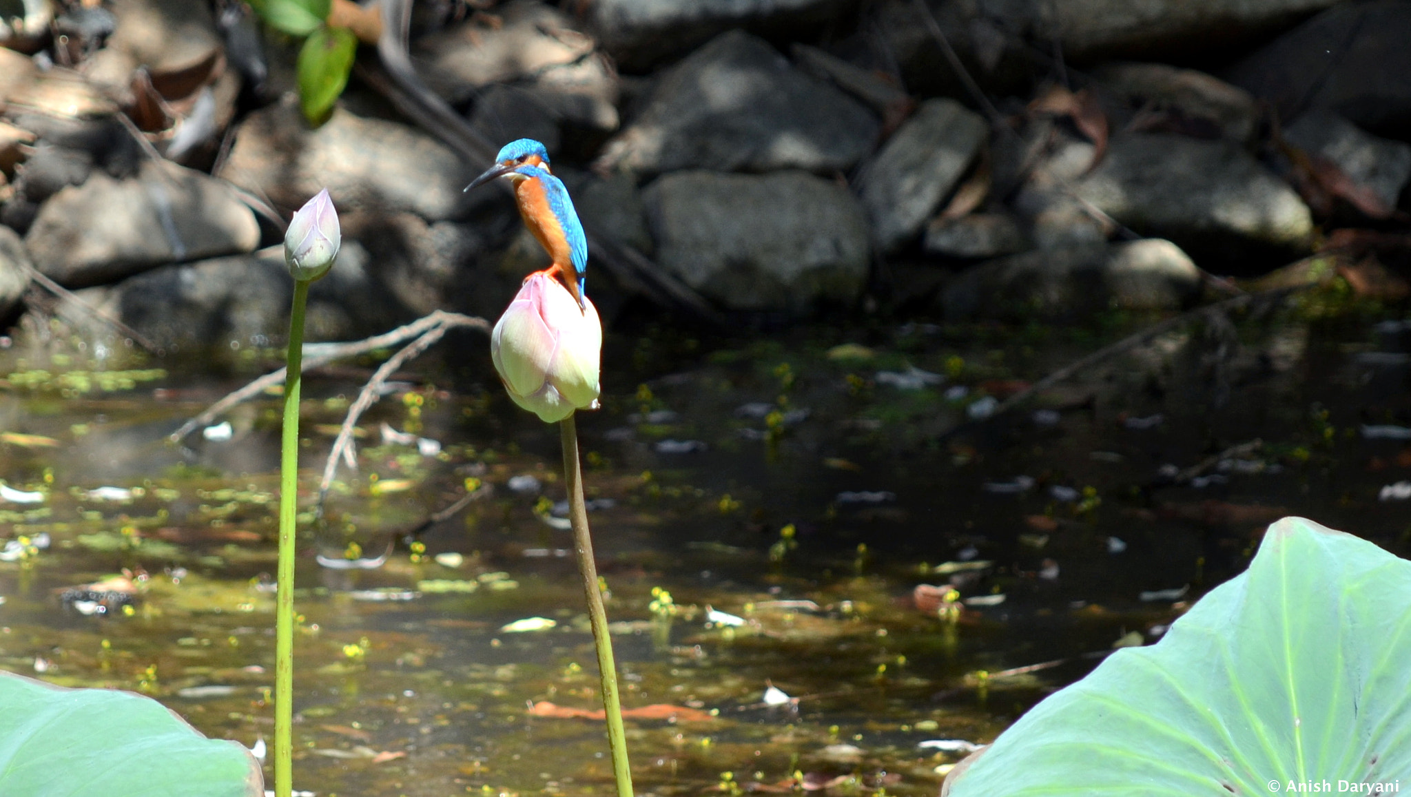 Nikon D5100 sample photo. Common kingfisher photography