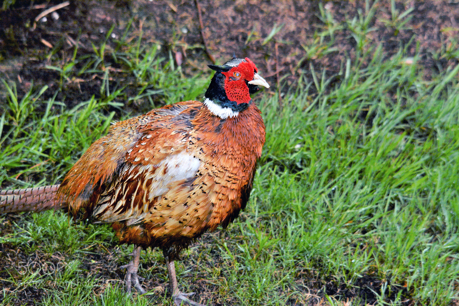 Nikon D7100 sample photo. Male pheasant photography