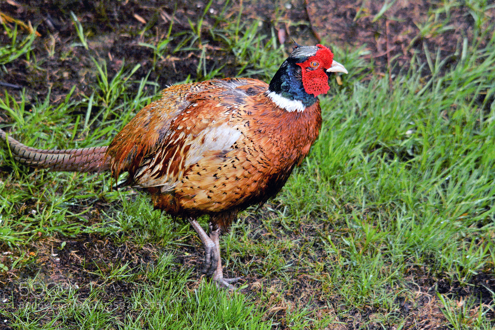 Nikon D7100 sample photo. Male pheasant photography