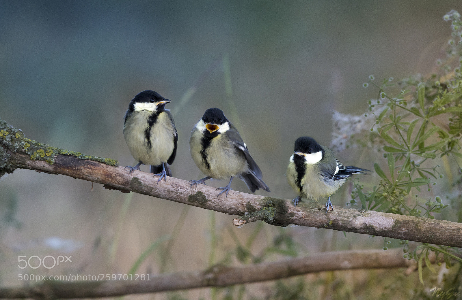 Canon EOS 70D sample photo. One bird three photo photography