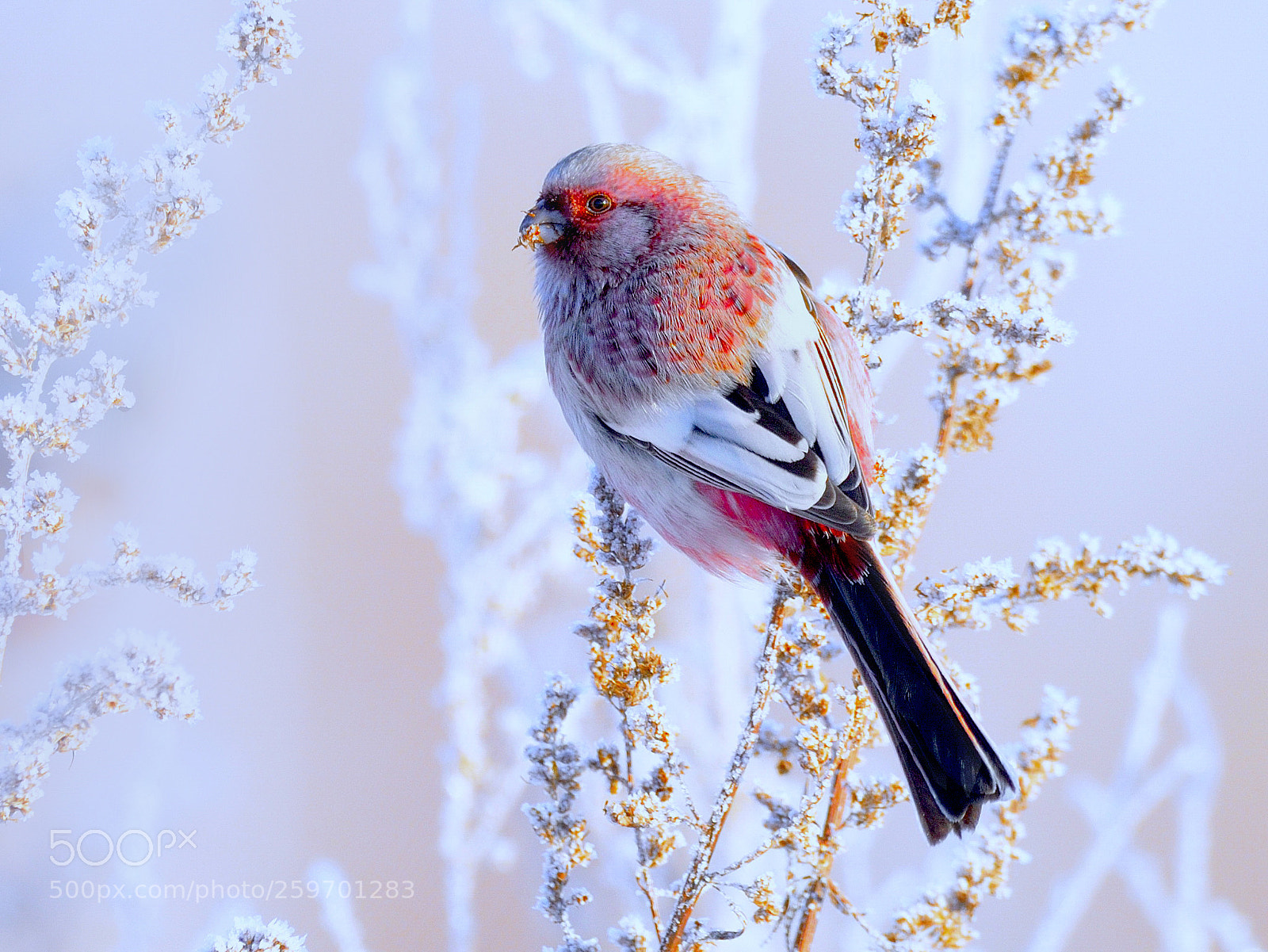 Nikon D610 sample photo. На зимнем лугу photography