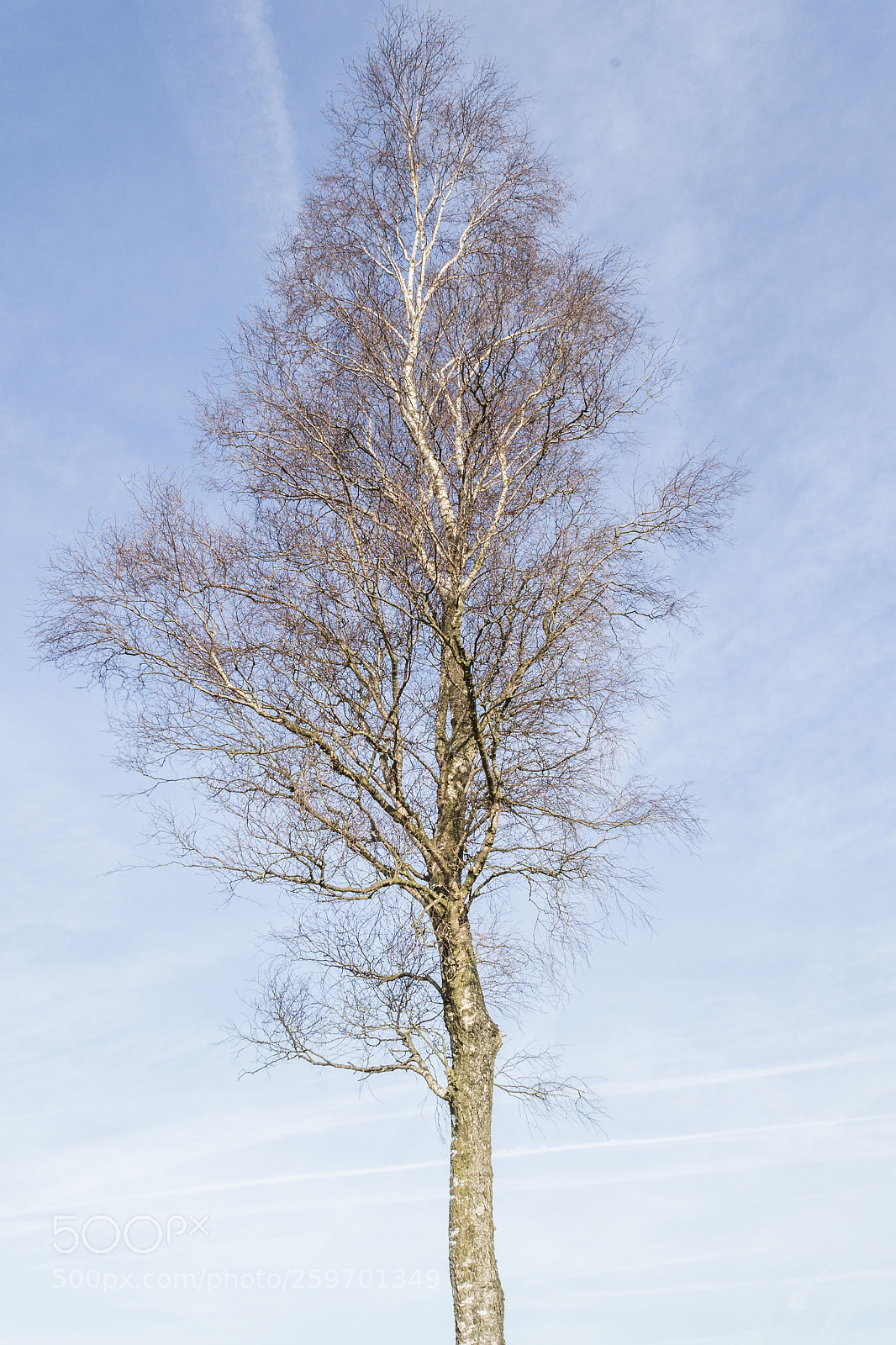 Nikon D3100 sample photo. Solitair tree photography