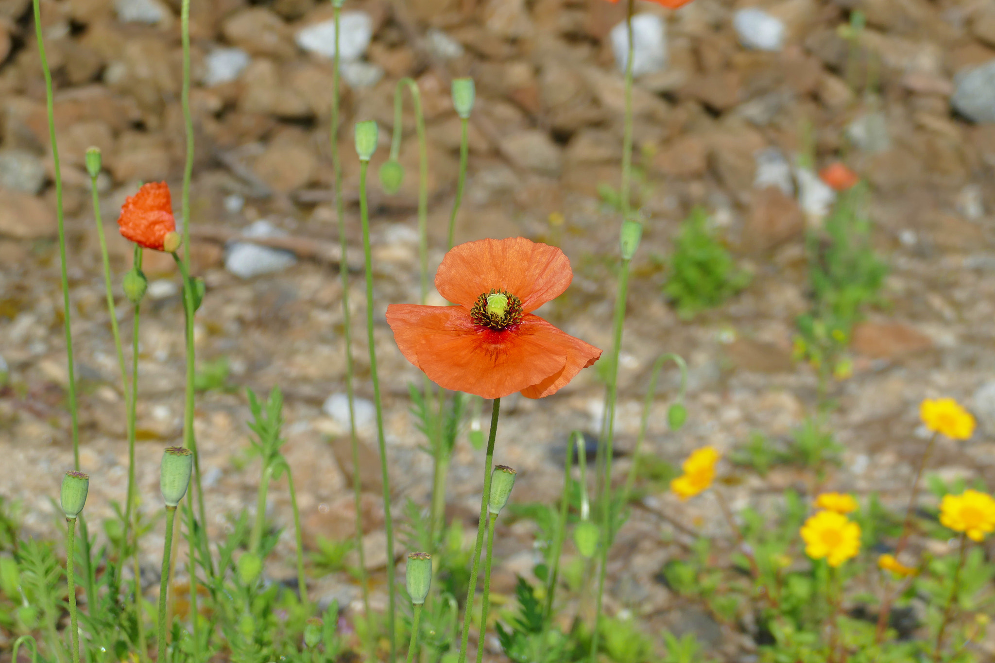 Leica V-Lux (Typ 114) sample photo. L photography