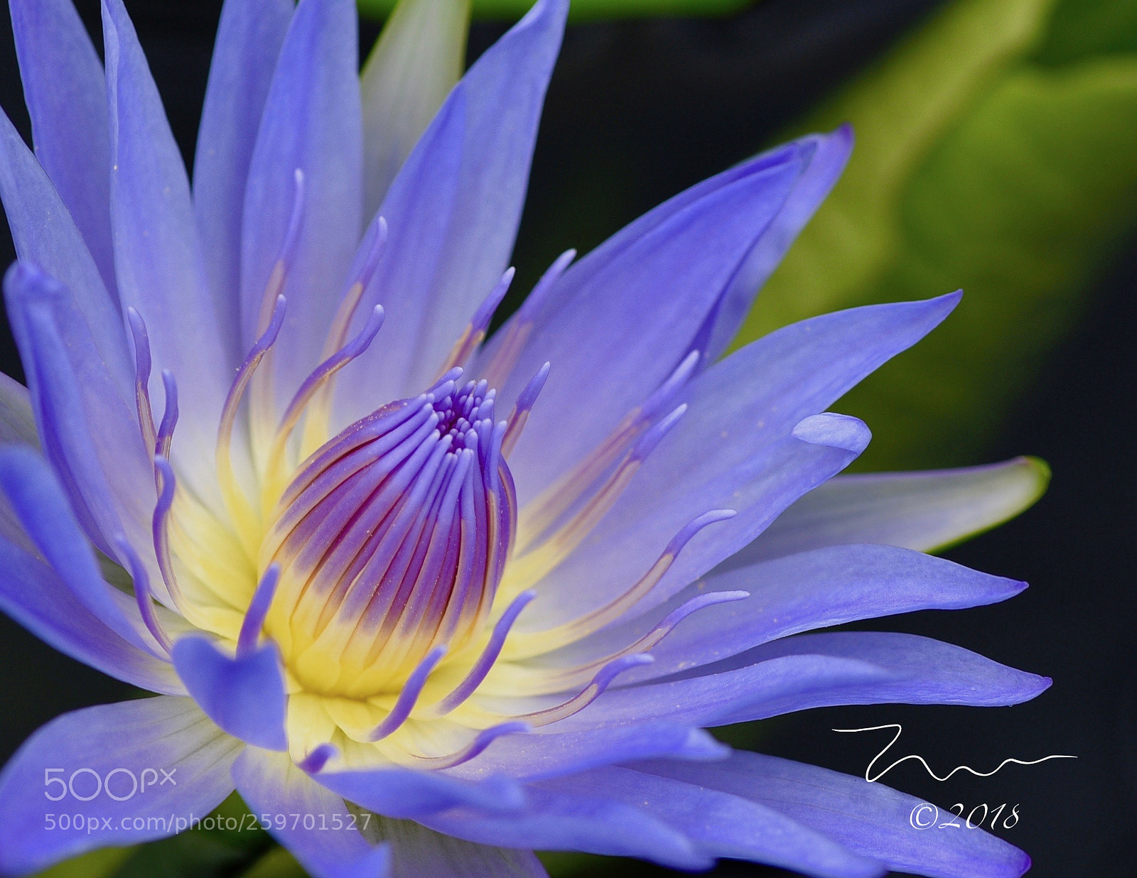 Nikon D750 sample photo. Hawaii water lily photography