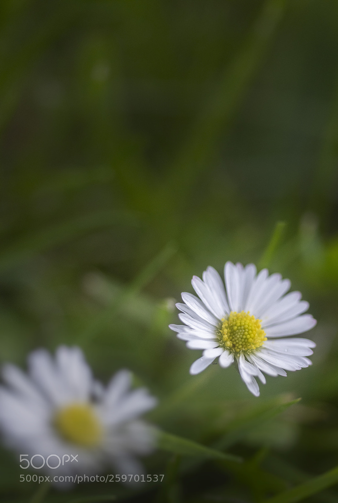 Nikon D810 sample photo. Daisy photography