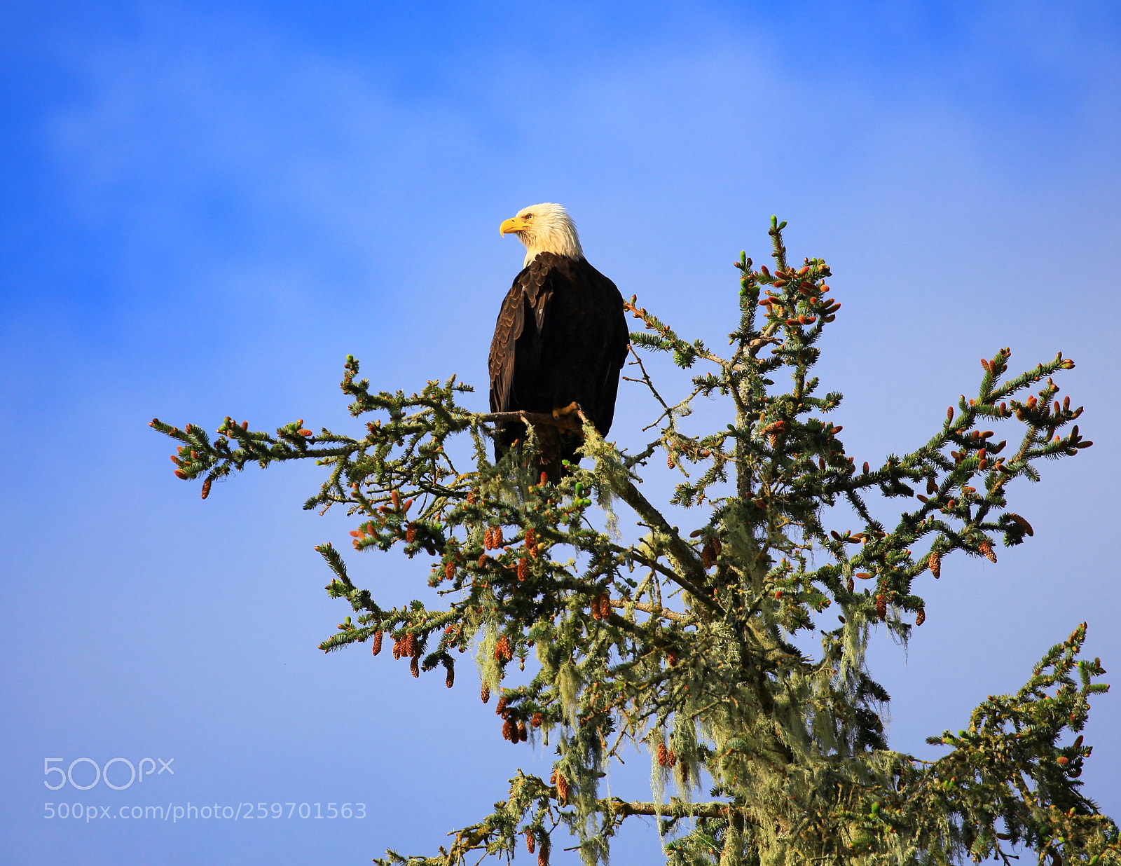Canon EOS 5D Mark II sample photo. Bald eagle photography