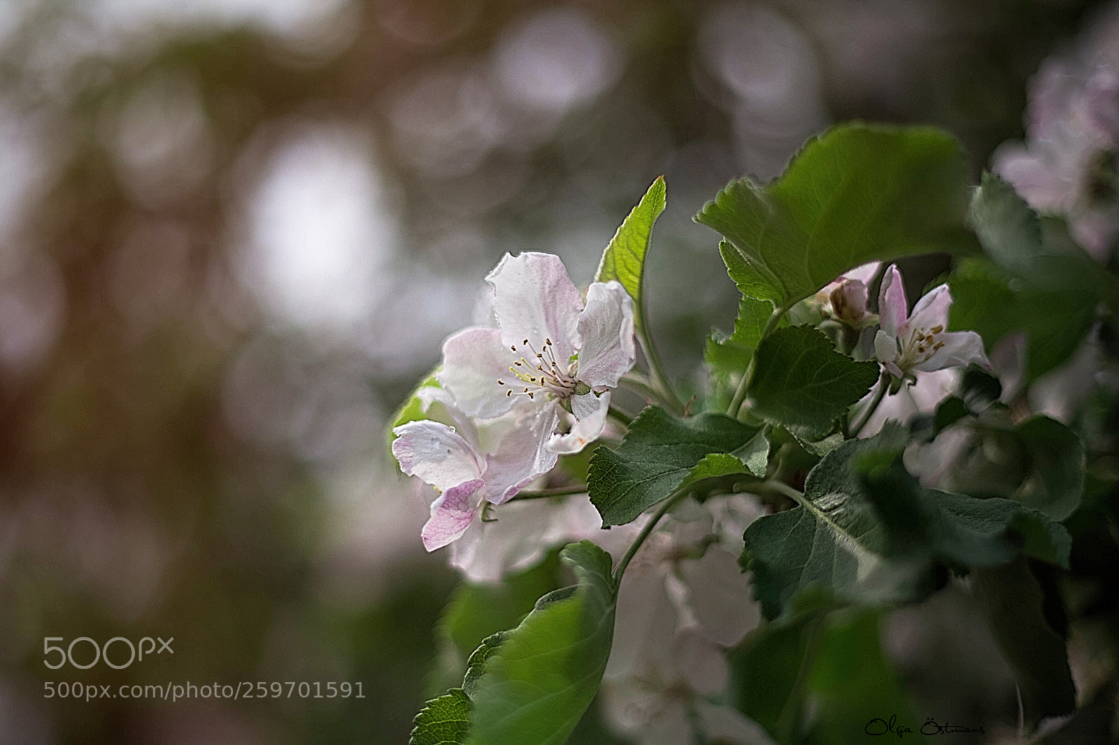 Canon EOS 5D Mark II sample photo. Spring photography
