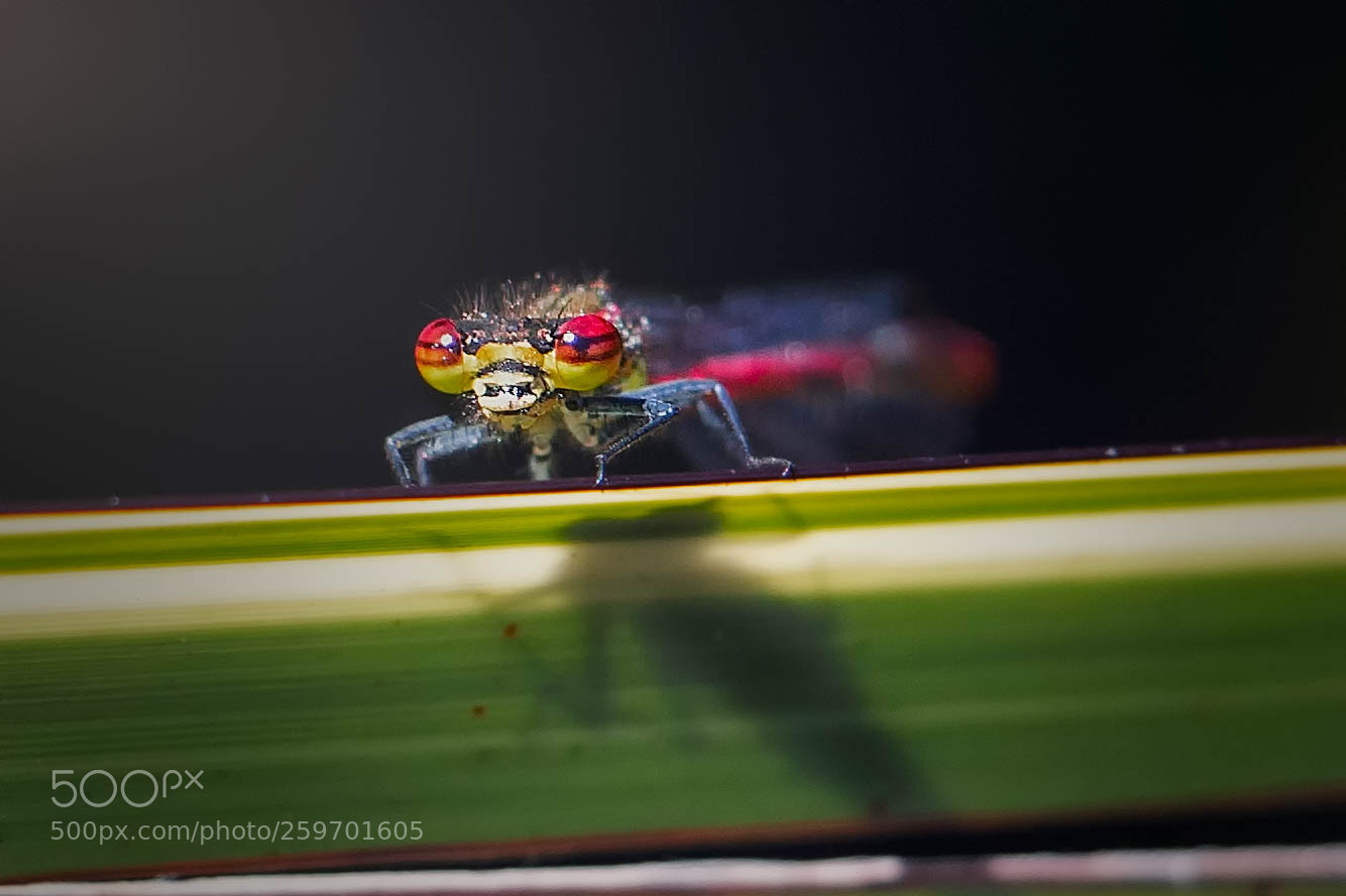 Canon EOS 70D sample photo. Damselfly photography