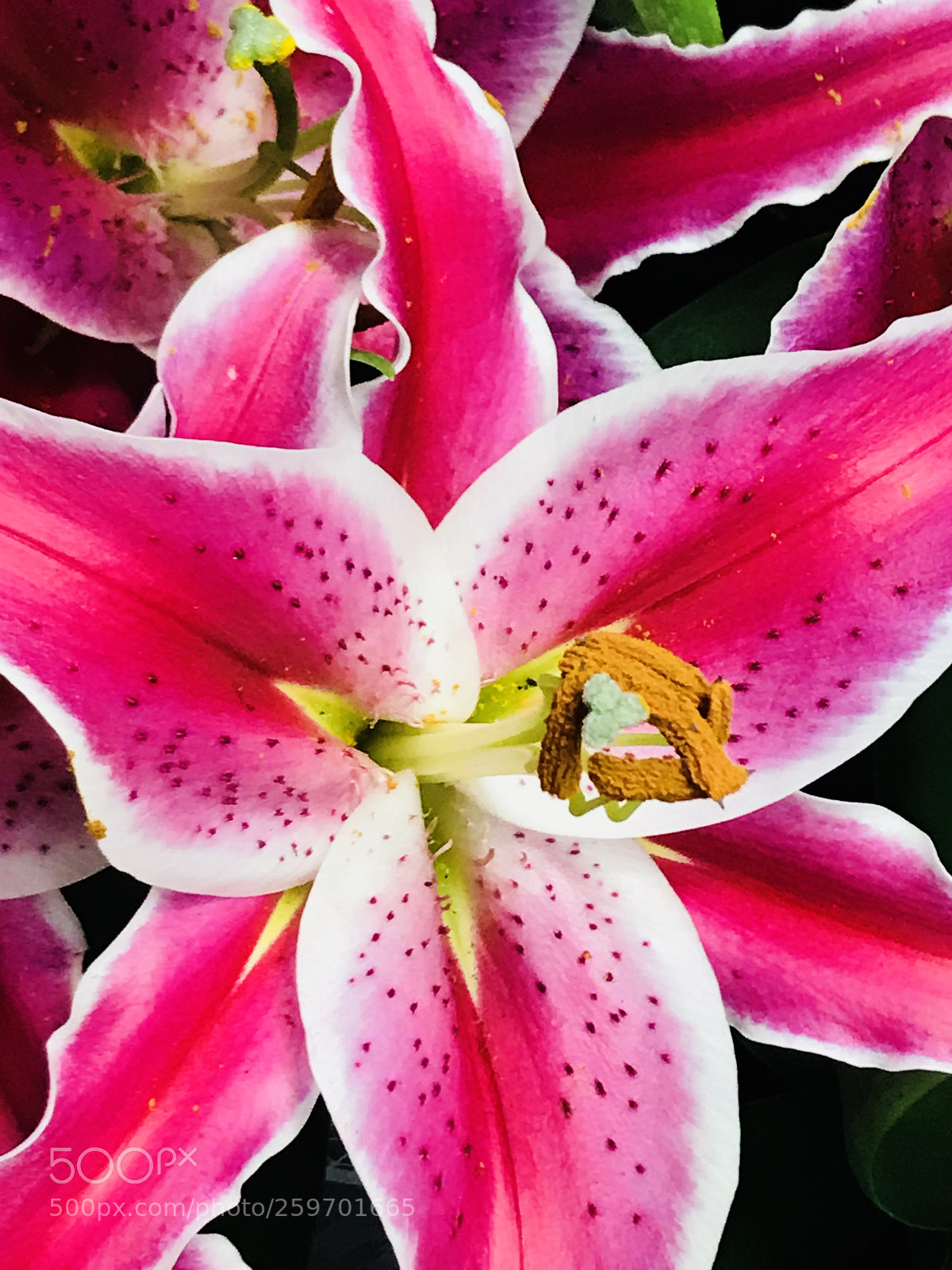 Apple iPhone 7 Plus sample photo. Special  photography