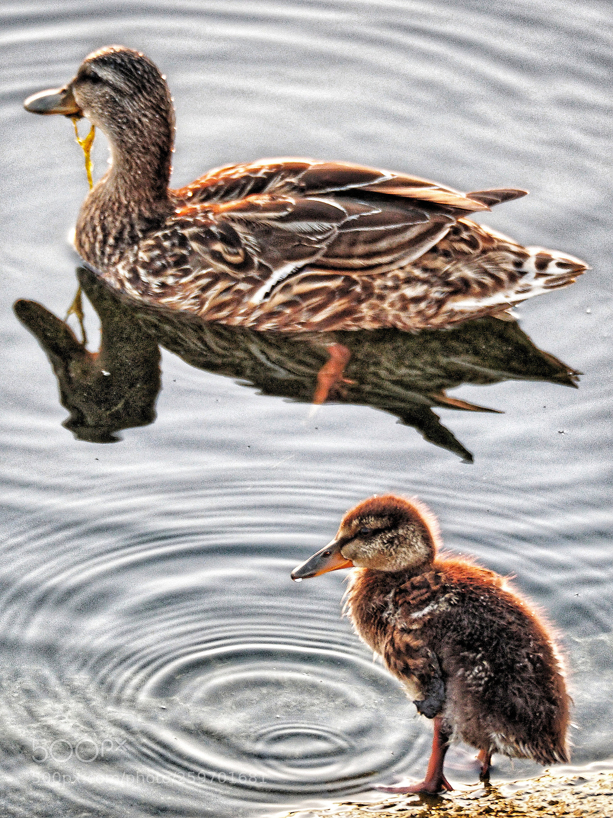 Olympus OM-D E-M5 II sample photo. Untitled photography
