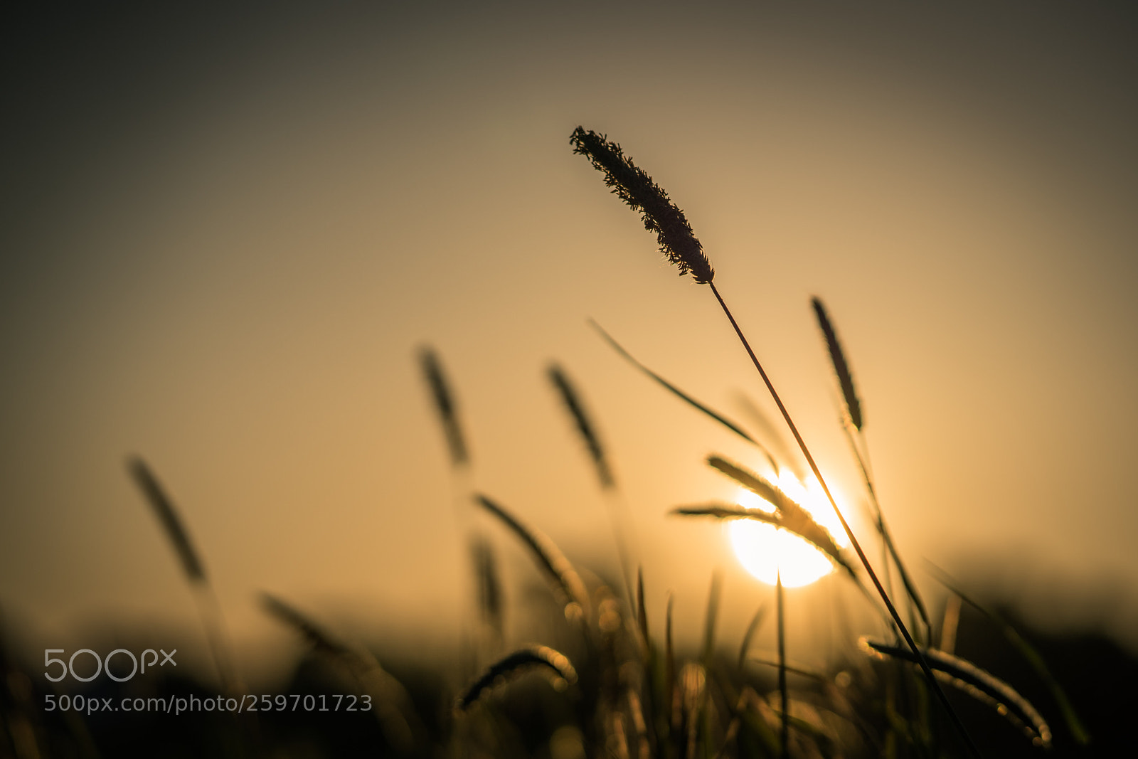 Sony a7R II sample photo. Summer vibes photography