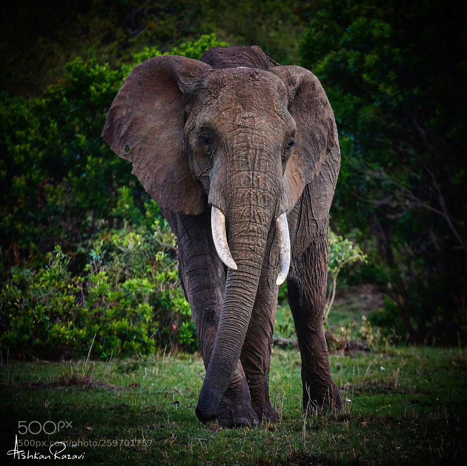 Nikon D810 sample photo. African elephant photography