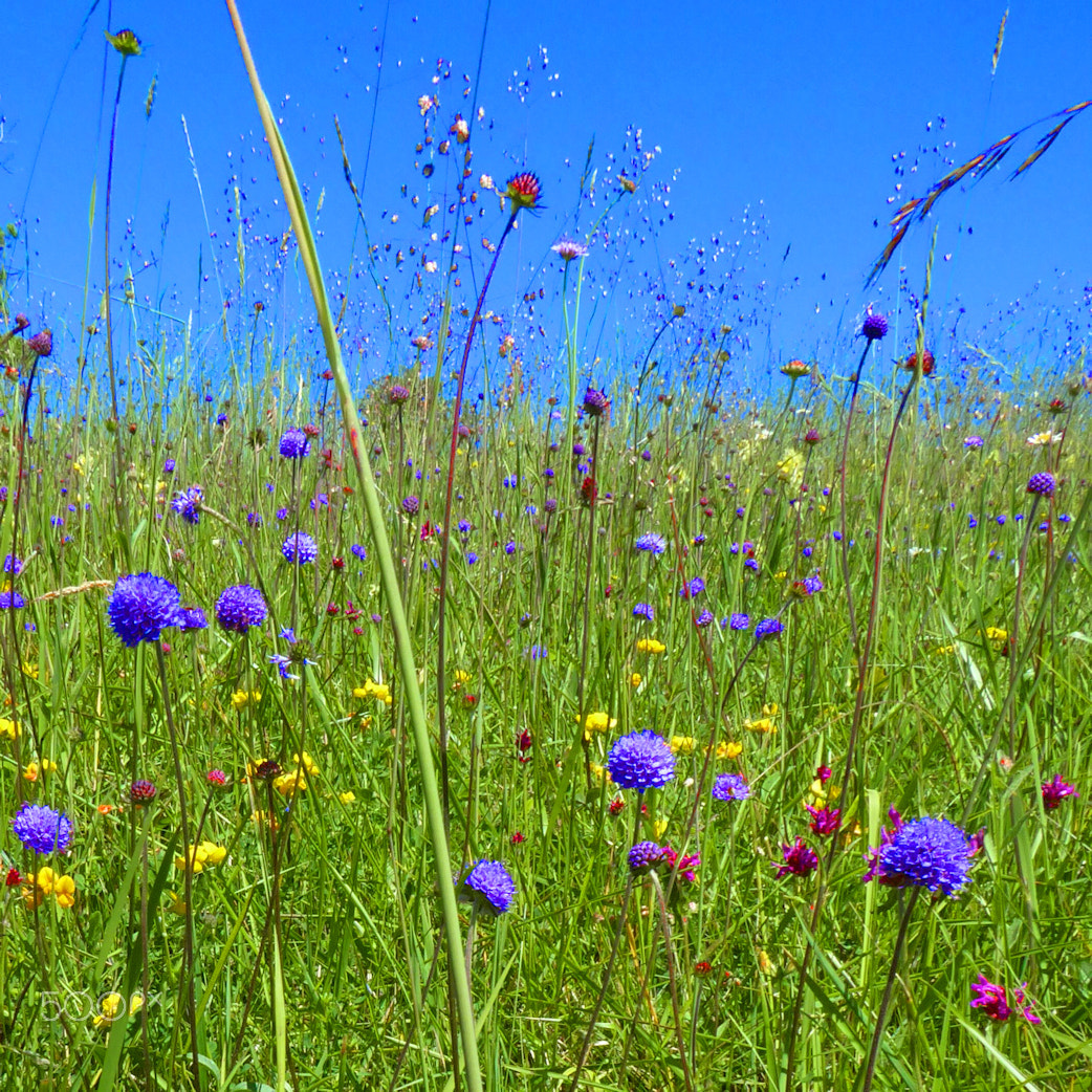 Panasonic Lumix DMC-ZS50 (Lumix DMC-TZ70) sample photo. Summer photography