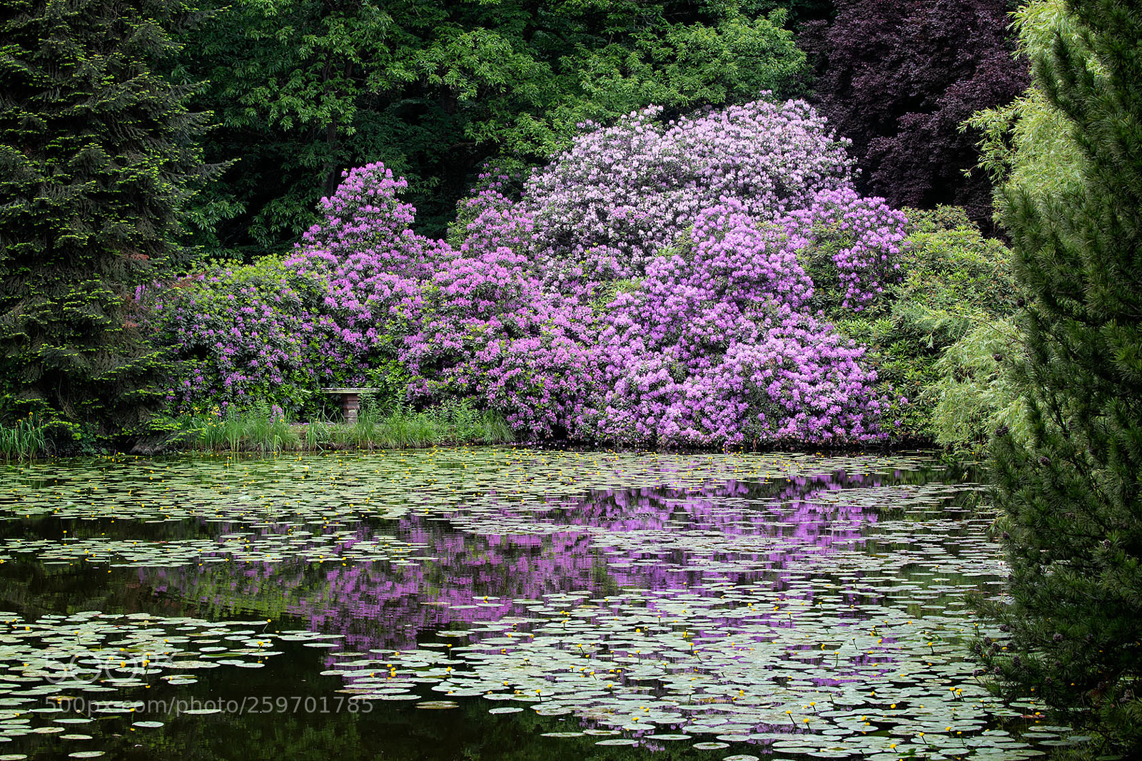 Canon EOS 5D Mark IV sample photo. Pour claude -ii- photography