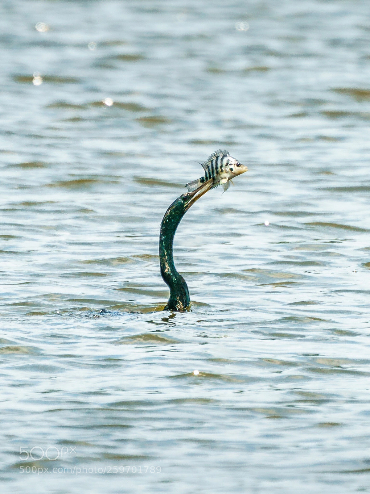 Sony a9 sample photo. Caught a fish! photography