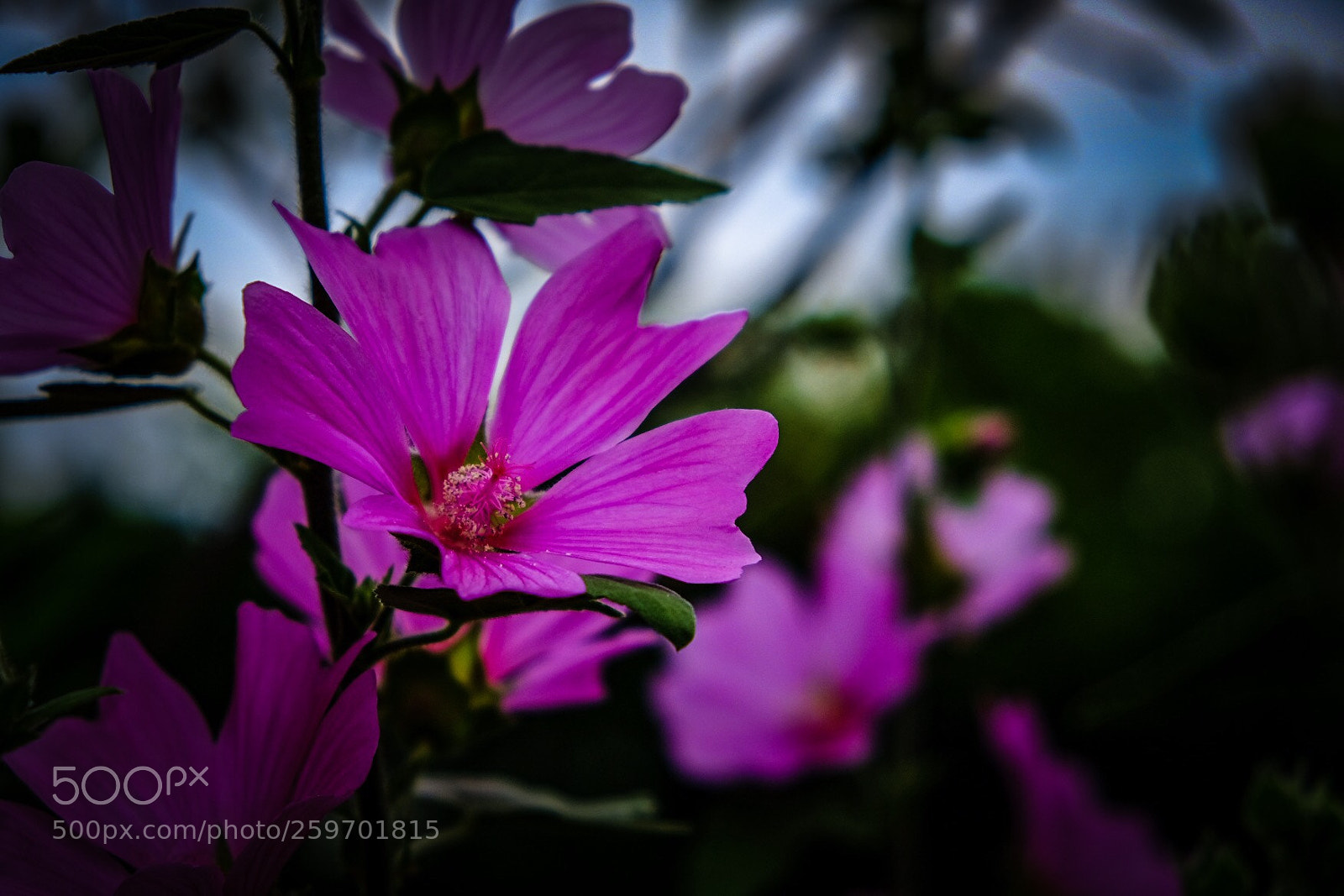 Fujifilm X-T20 sample photo. Untitled photography