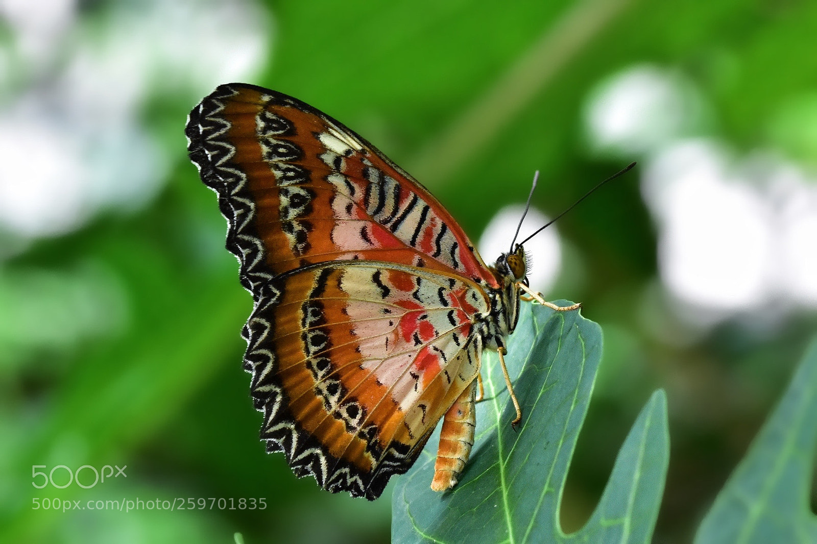 Nikon D7200 sample photo. Nature photography