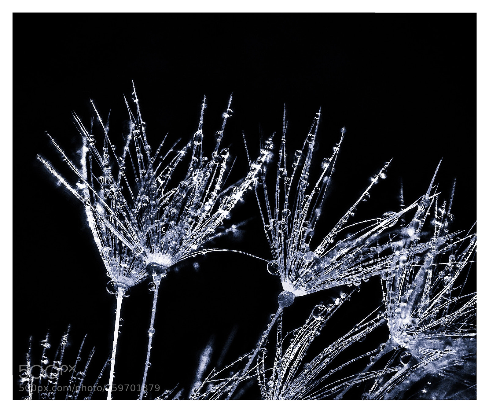 Nikon D7200 sample photo. Dandelion photography