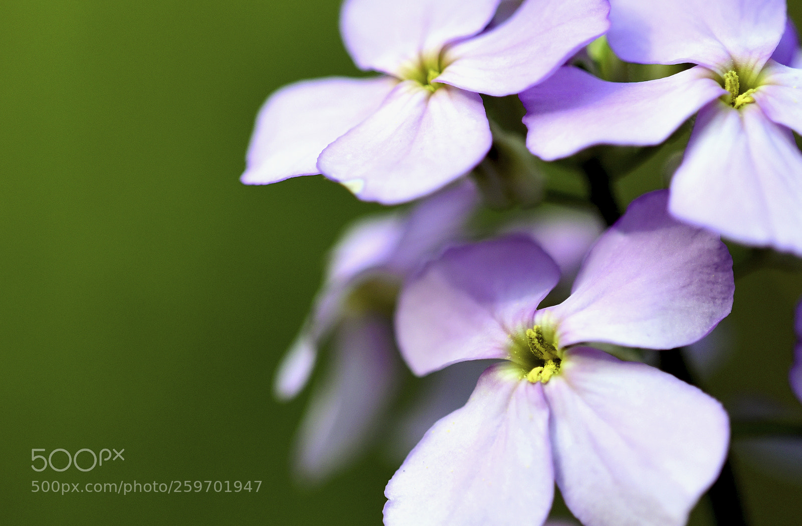 Nikon D750 sample photo. Petals photography