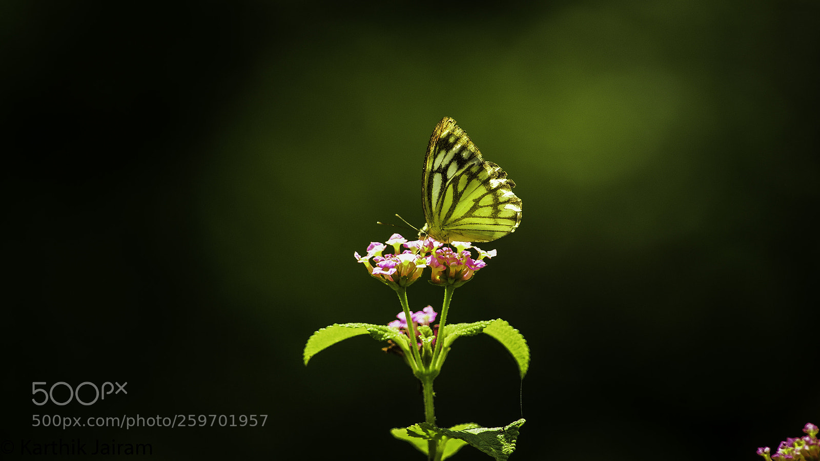 Nikon D5100 sample photo. Butterfly photography