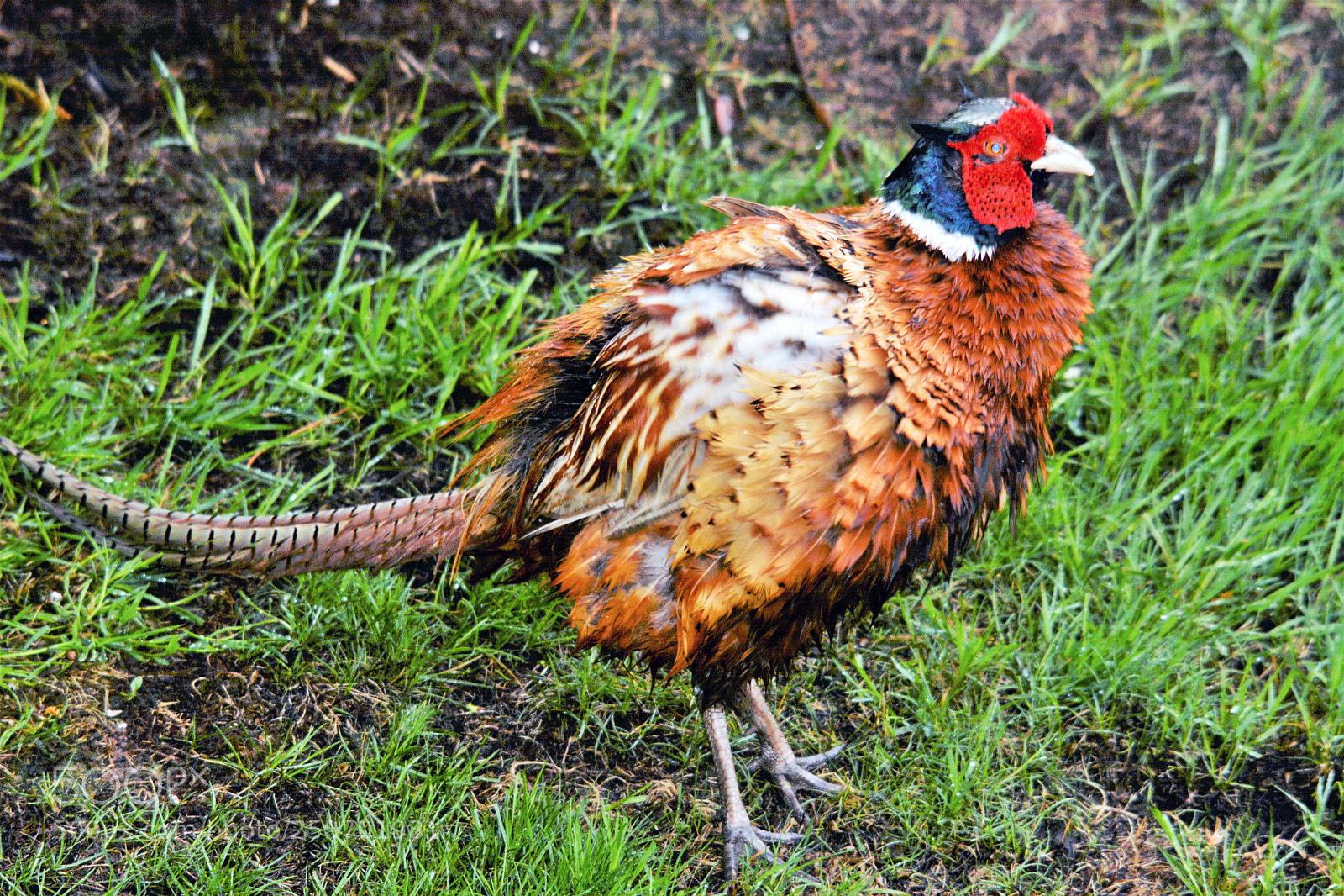 Nikon D7100 sample photo. Male pheasant photography