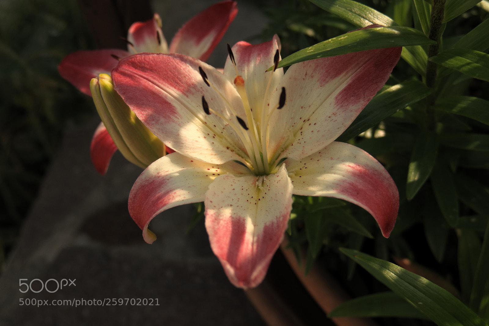 Canon PowerShot G3 X sample photo. Img iris 5408 photography