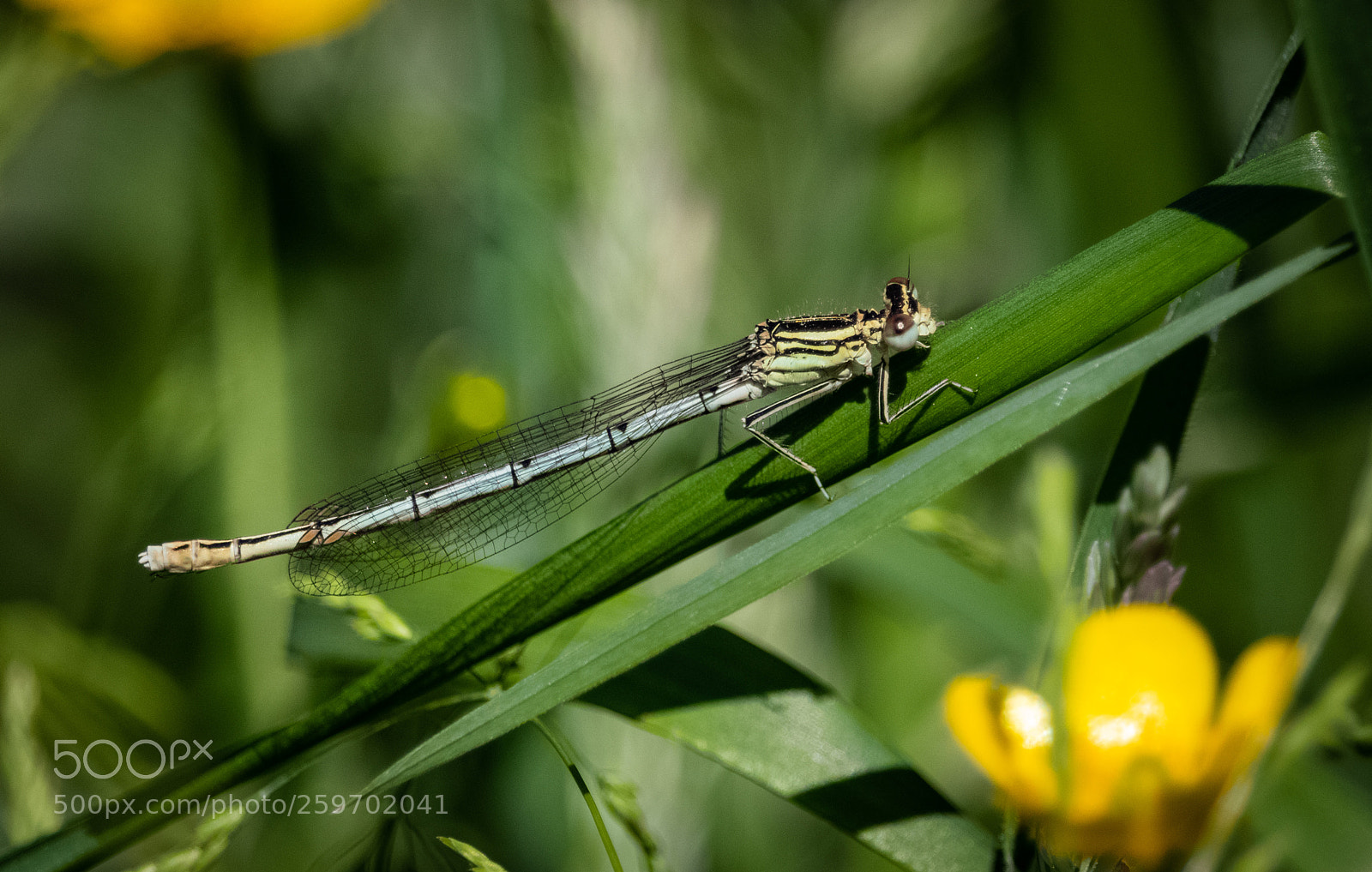 Canon EOS 80D sample photo. Dragonfly #2 photography