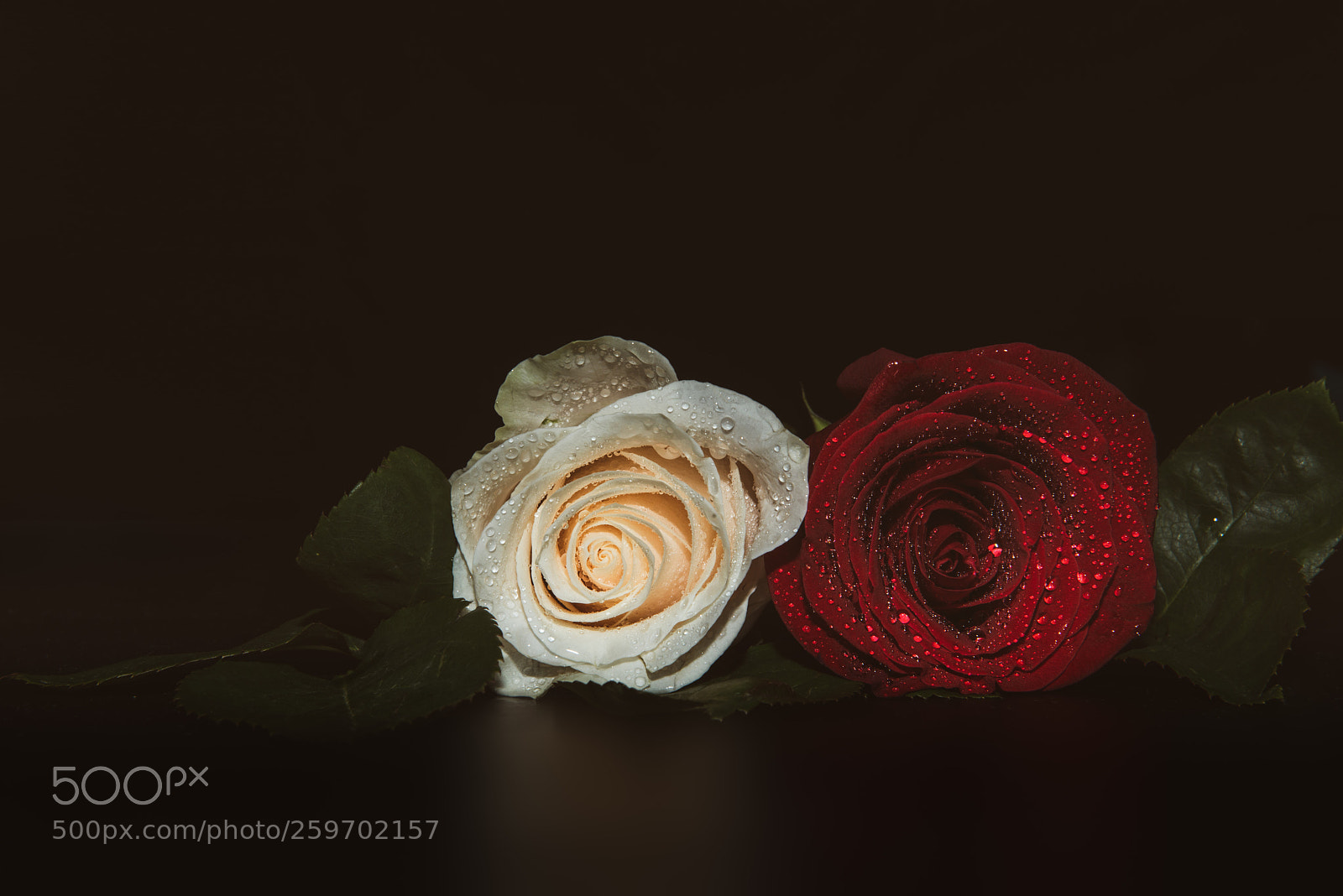 Nikon D800 sample photo. A close up macro photography
