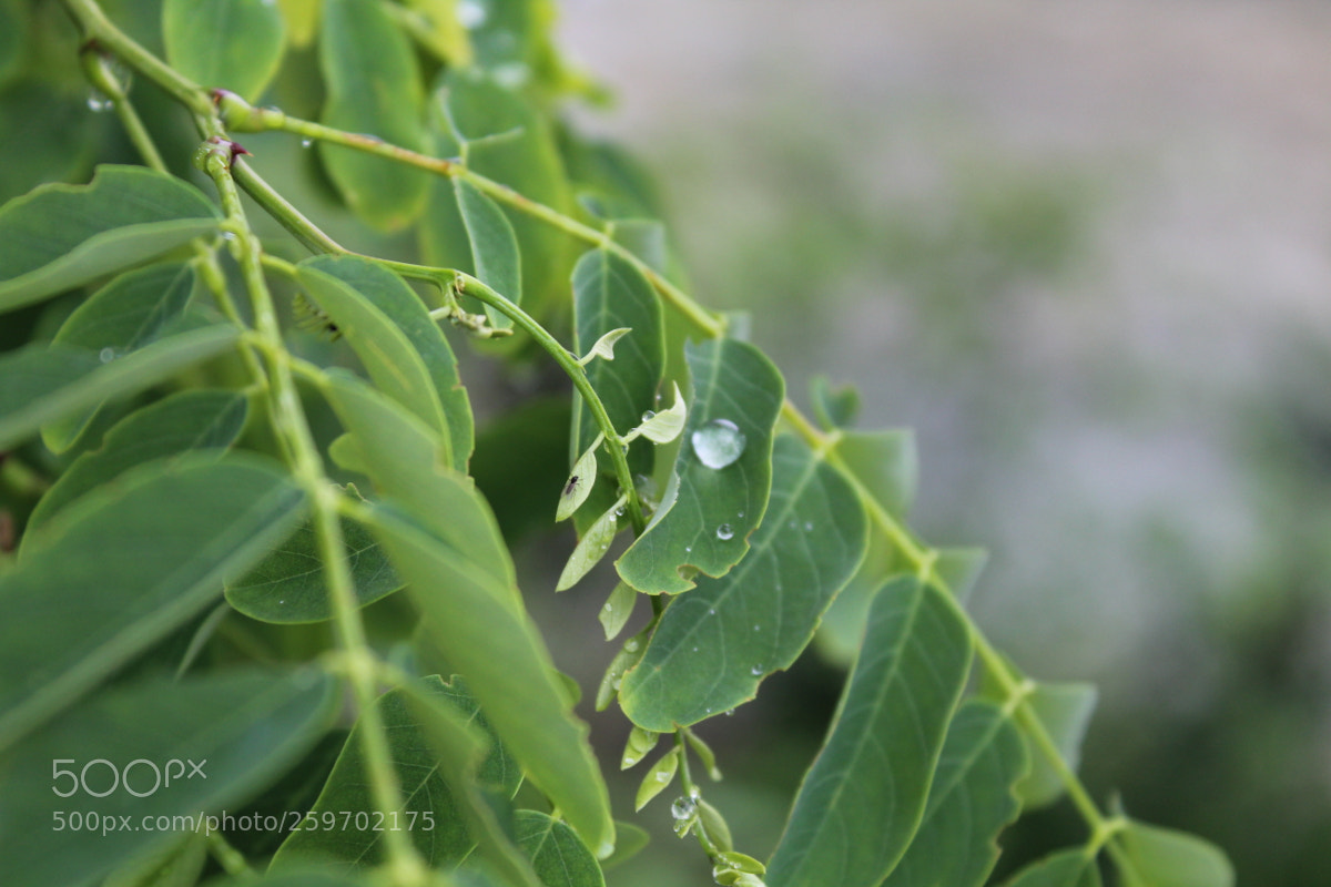 Canon EOS 1300D (EOS Rebel T6 / EOS Kiss X80) sample photo. Dew after rain photography
