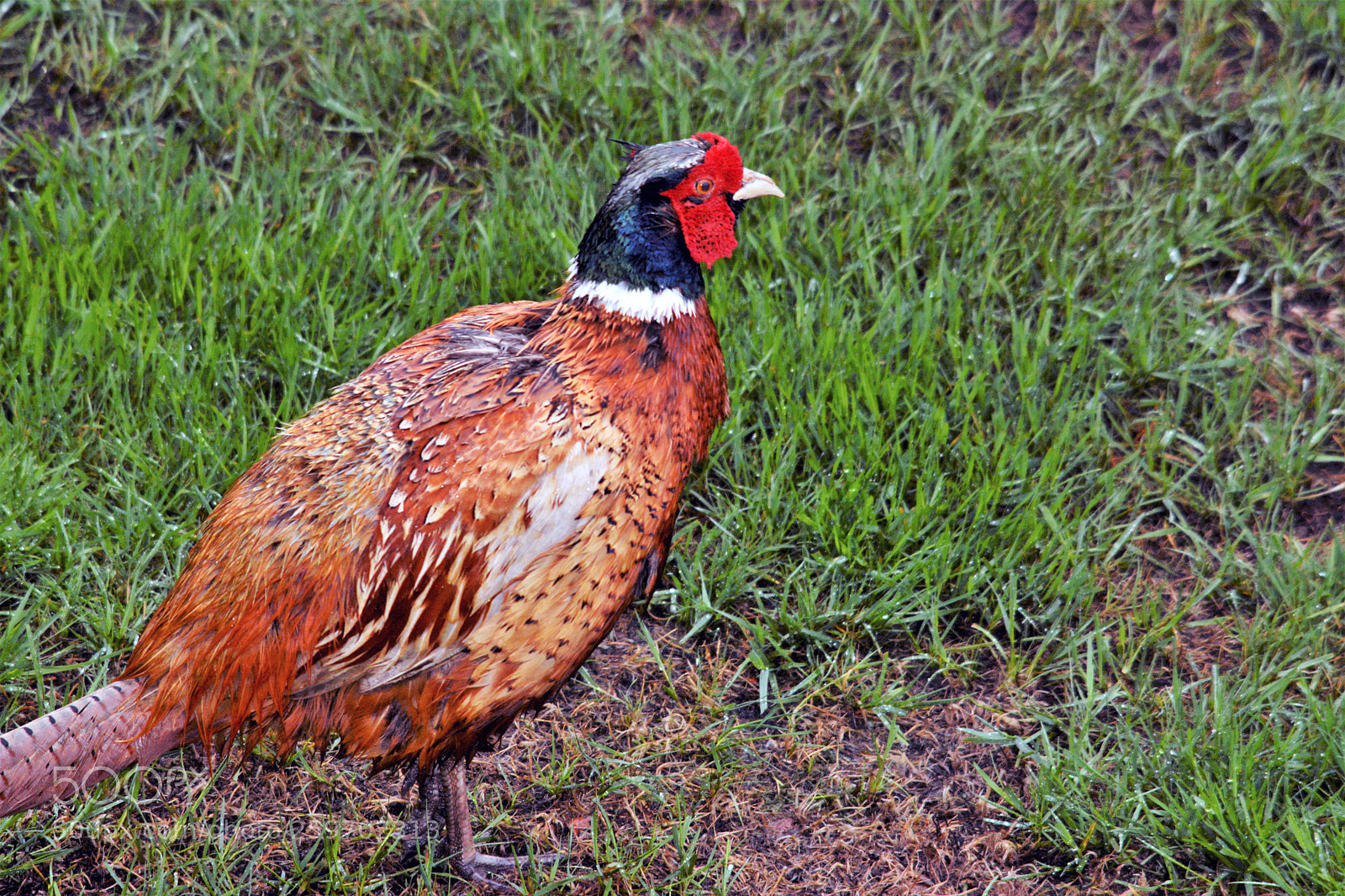 Nikon D7100 sample photo. Male pheasant photography