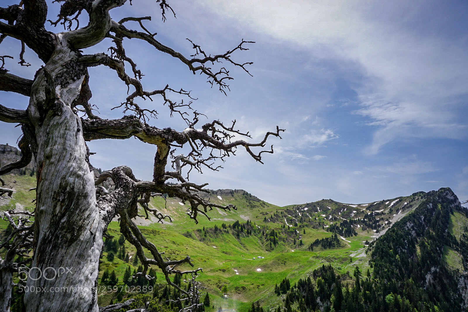 Sony a6000 sample photo. Bois mort photography