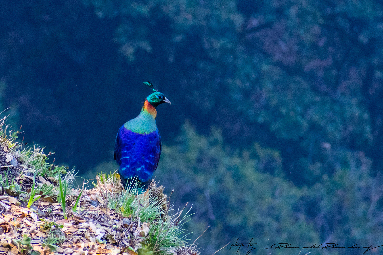 Nikon D5300 sample photo. Himalayan monal photography